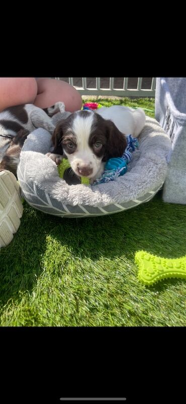 Cocker Spaniel puppies for sale in Ely, Cambridgeshire – 10 months old - Image 10 of 14
