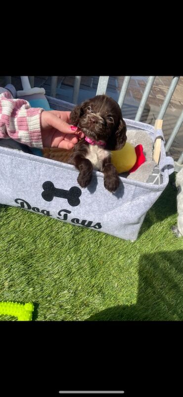 Cocker Spaniel puppies for sale in Ely, Cambridgeshire – 10 months old - Image 11 of 14