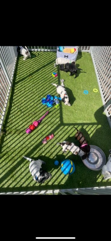 Cocker Spaniel puppies for sale in Ely, Cambridgeshire – 10 months old - Image 12 of 14