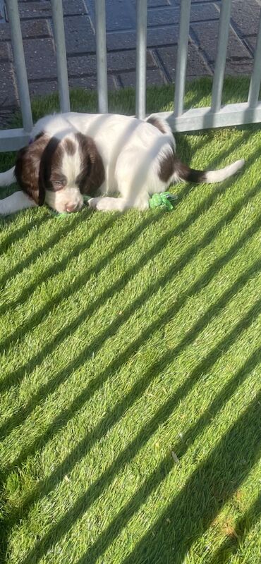 Cocker Spaniel puppies for sale in Ely, Cambridgeshire – 10 months old - Image 13 of 14