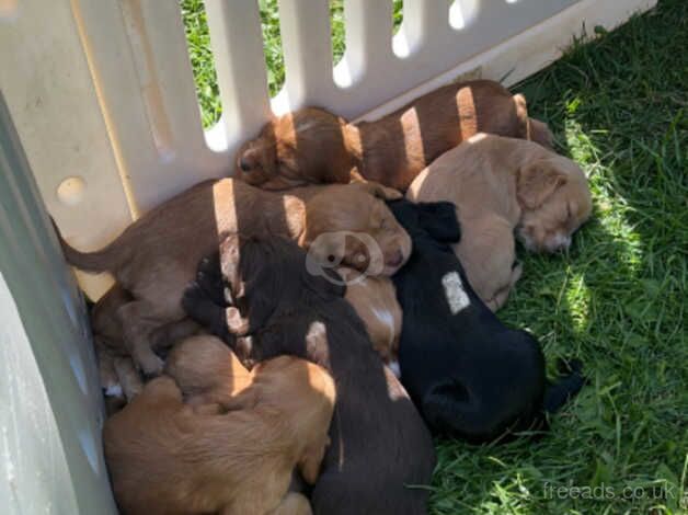 Cocker Spaniel puppies for sale in Richmond, Richmond upon Thames, Greater London – 9 months old - Image 2 of 3