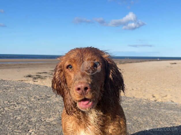 Cocker Spaniel puppies for sale in Richmond, Richmond upon Thames, Greater London – 9 months old - Image 3 of 3