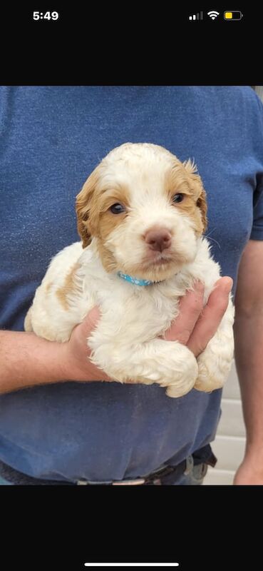 8 gorgeous cocker spaniel puppies for sale in Cullompton, Devon - Image 2