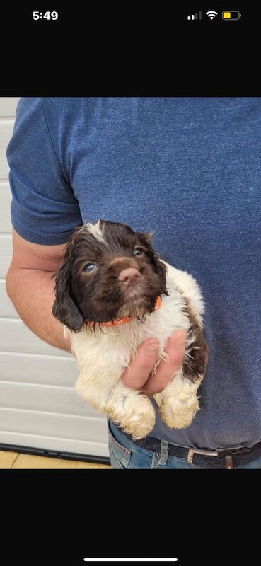 8 gorgeous cocker spaniel puppies for sale in Cullompton, Devon - Image 3