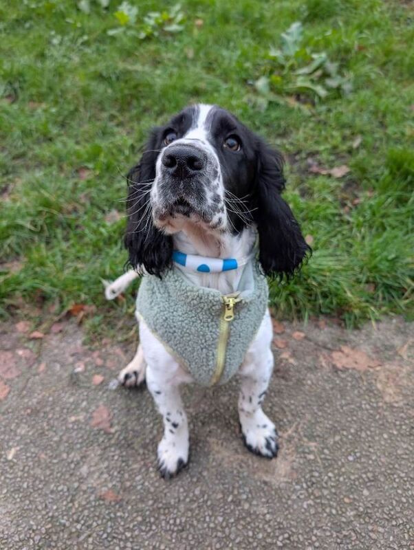 8 month old cocker spaniel