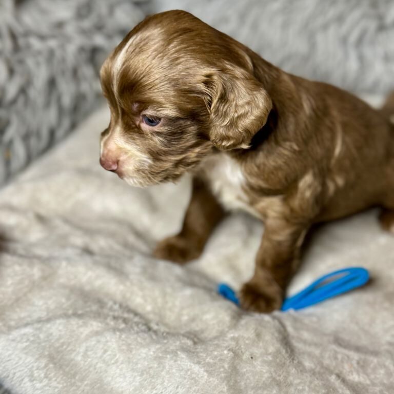 Cocker Spaniel puppies for sale in Dundee, City of Dundee – KC registered, 4 weeks old