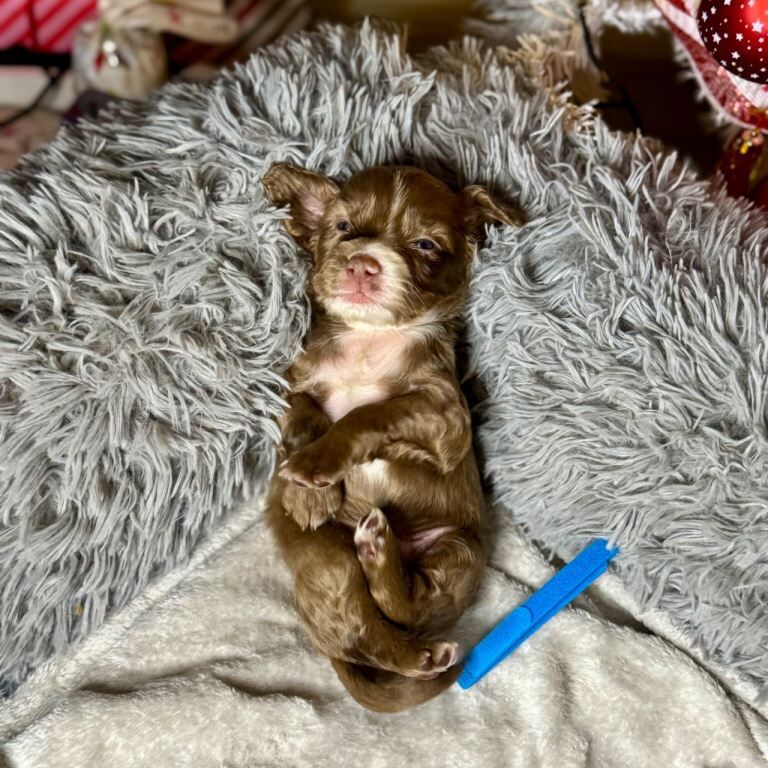 Cocker Spaniel puppies for sale in Dundee, City of Dundee – KC registered, 5 weeks old - Image 2 of 4