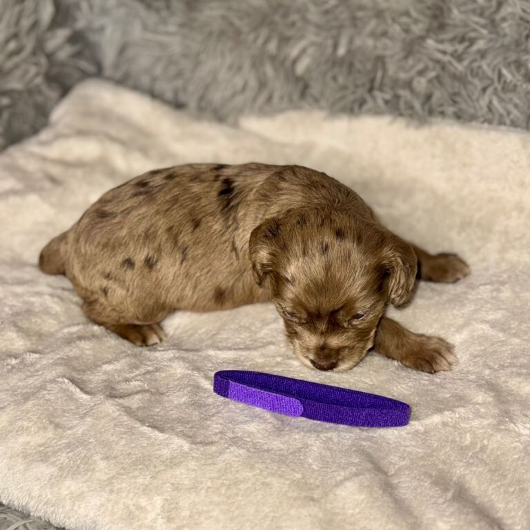 Cocker Spaniel puppies for sale in Dundee, City of Dundee – KC registered, 5 weeks old - Image 3 of 4