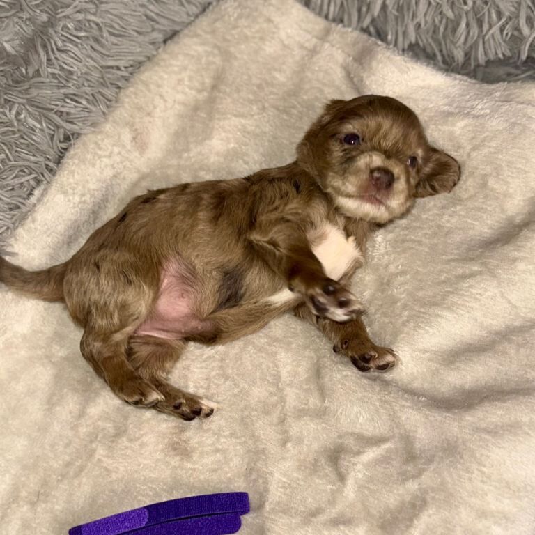 Cocker Spaniel puppies for sale in Dundee, City of Dundee – KC registered, 5 weeks old - Image 4 of 4