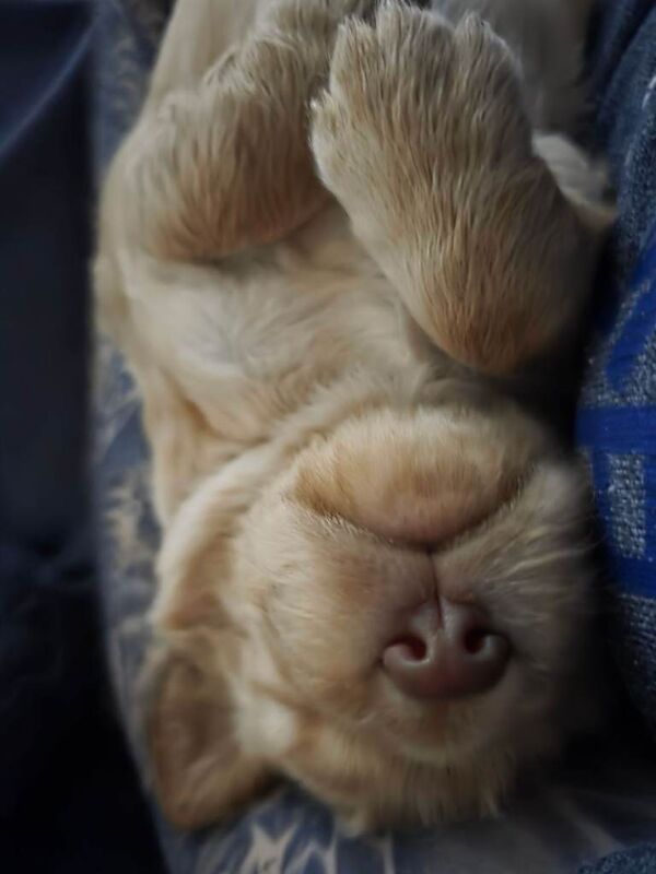 8 week old cocker spaniels ready for their forever home - Image 2 of 4