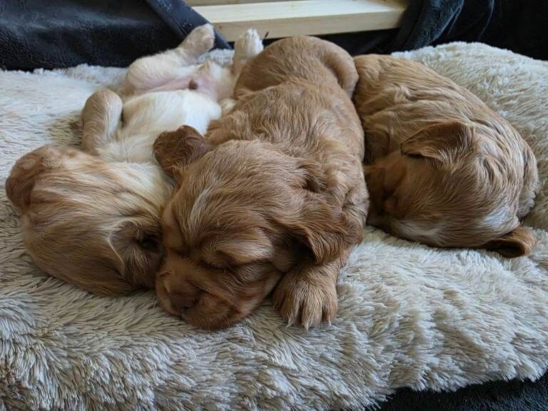 8 week old cocker spaniels ready for their forever home - Image 3 of 4