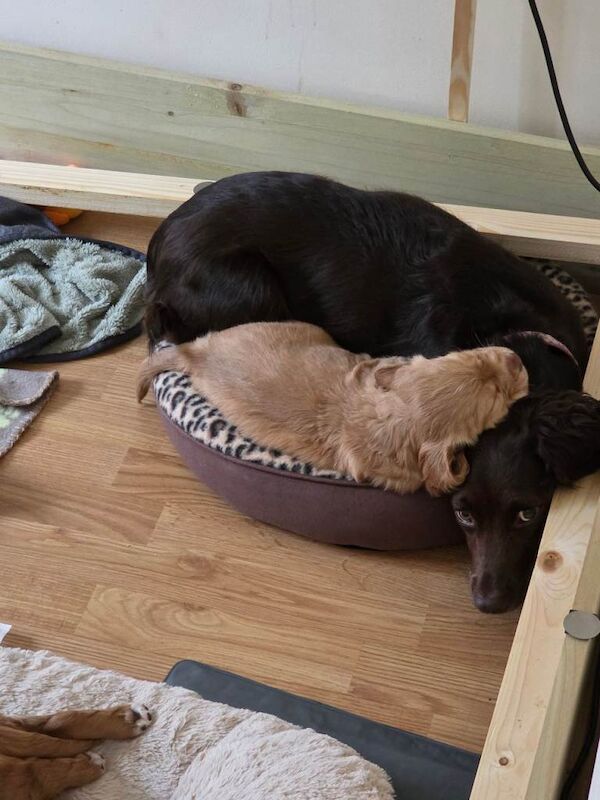 8 week old cocker spaniels ready for their forever home - Image 4 of 4