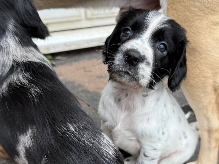 Cocker Spaniel puppies for sale in Hebburn, Tyne and Wear – 7 weeks old