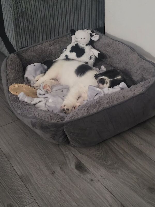 Cocker Spaniel puppies for sale in Wolverhampton, West Midlands – 8 weeks old - Image 2 of 3