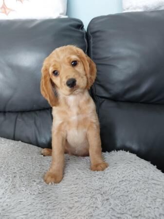 Cocker Spaniel puppies for sale in Hartlepool, County Durham – 1 year old - Image 1 of 5