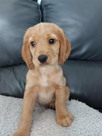 Cocker Spaniel puppies for sale in Hartlepool, County Durham – 1 year old - Image 3 of 5