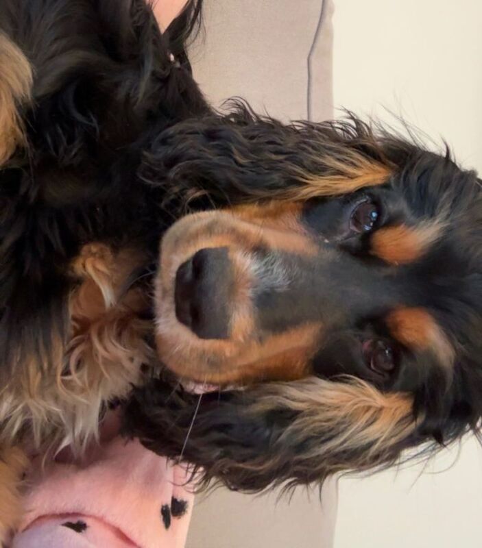 Cocker Spaniel puppies for sale in Ballymena, County Antrim – 8 months old