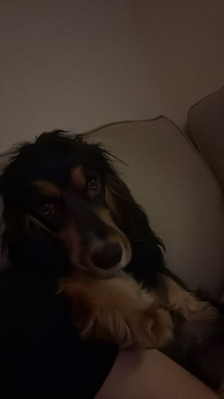 9 month old cocker spaniel - female - Image 2 of 3