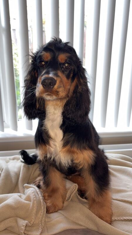 9 month old cocker spaniel - female - Image 3 of 3