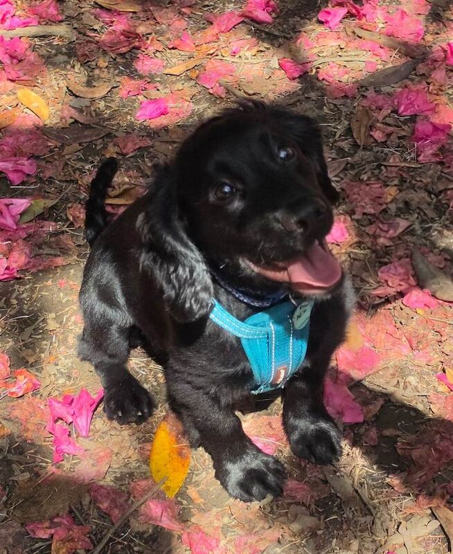 9 month old Cocker Spaniel for Sale