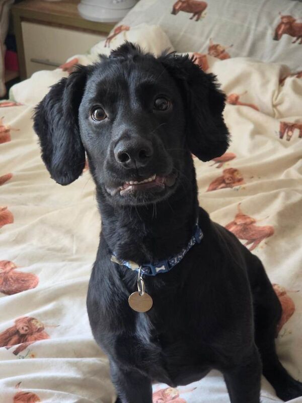 9 month old Cocker Spaniel for Sale - Image 2 of 4