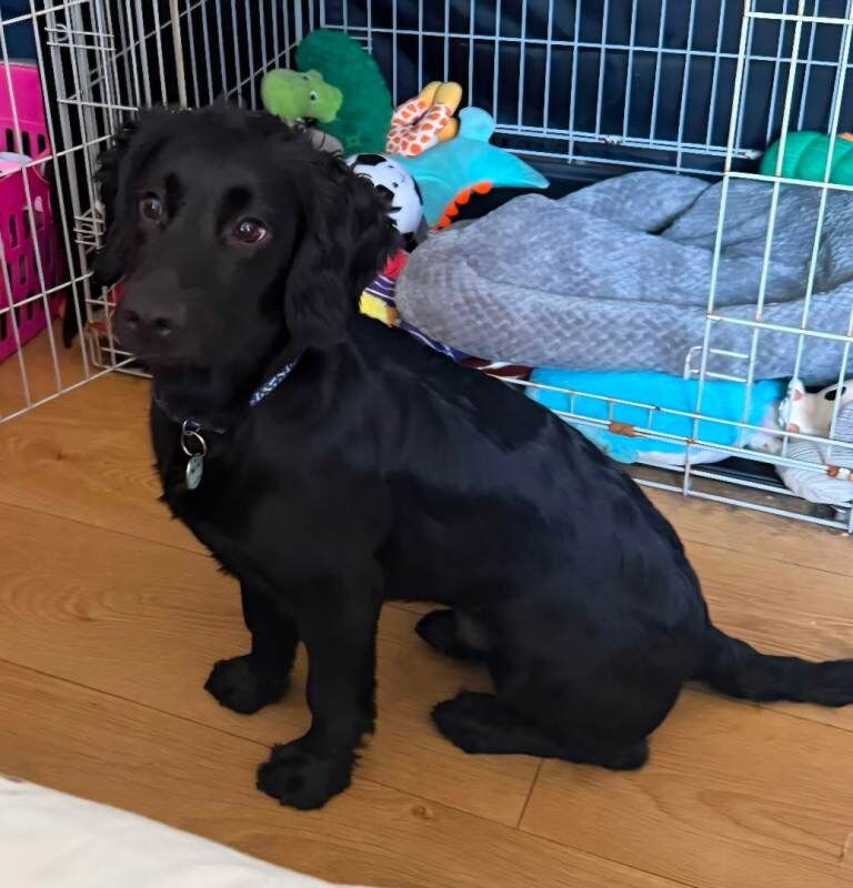 9 month old Cocker Spaniel for Sale - Image 3 of 4