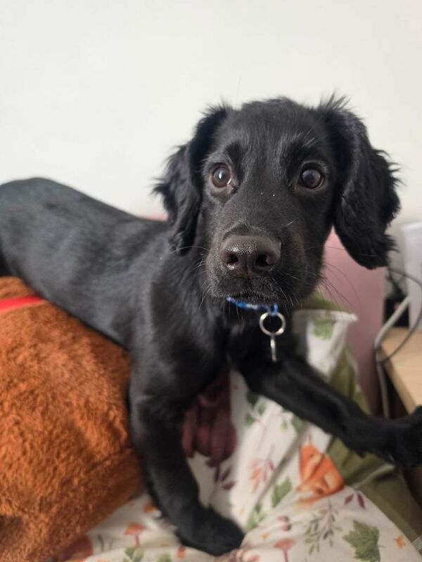 9 month old Cocker Spaniel for Sale - Image 4 of 4