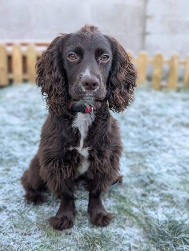 Cocker Spaniel puppies for sale in Bedwas, Caerphilly – 8 months old