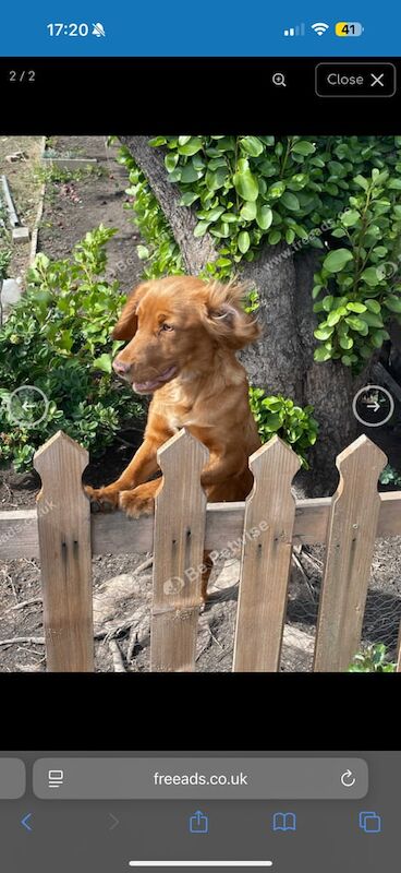 Cocker Spaniel puppies for sale in Middlesbrough, North Yorkshire – 9 months old