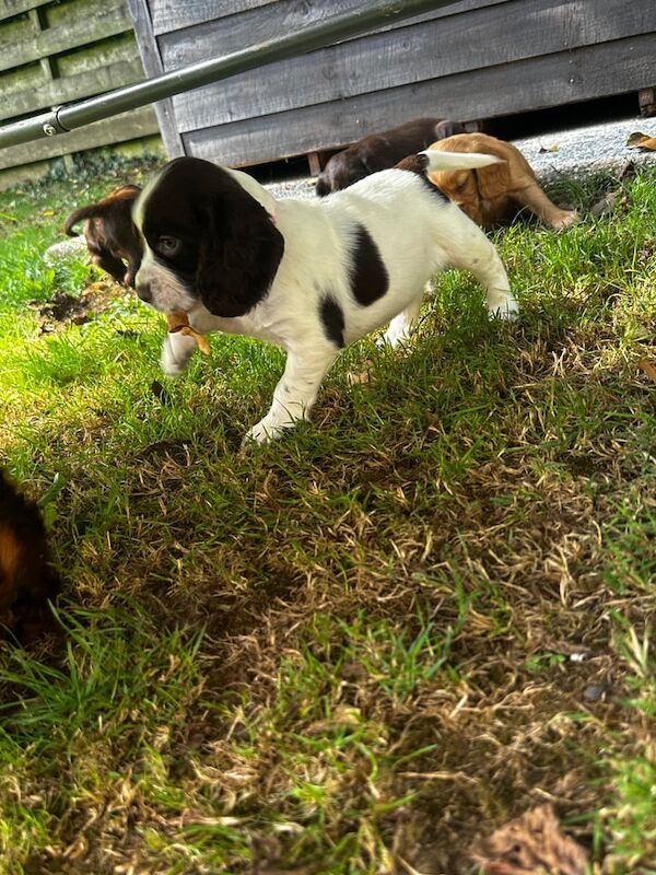 Cocker Spaniel puppies for sale in Yealmpton, Devon – 6 weeks old