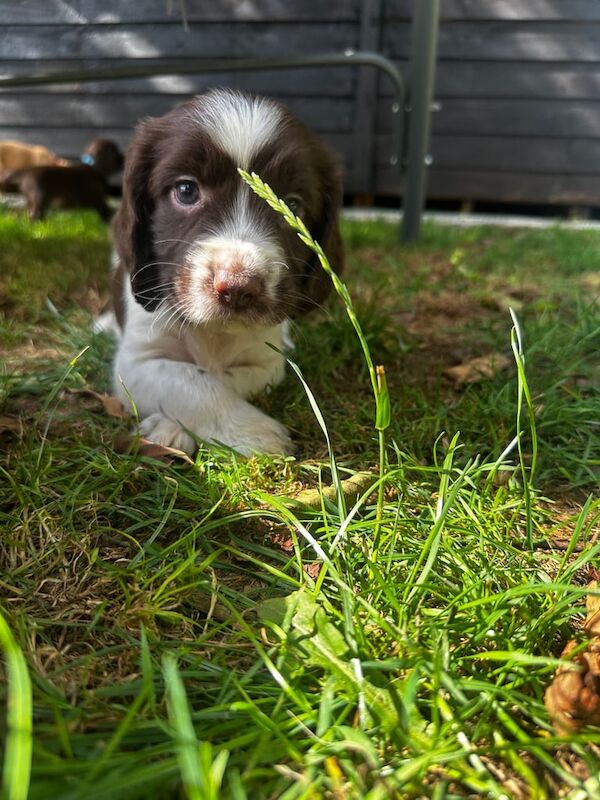 Cocker Spaniel puppies for sale in Yealmpton, Devon – 6 weeks old - Image 2 of 3