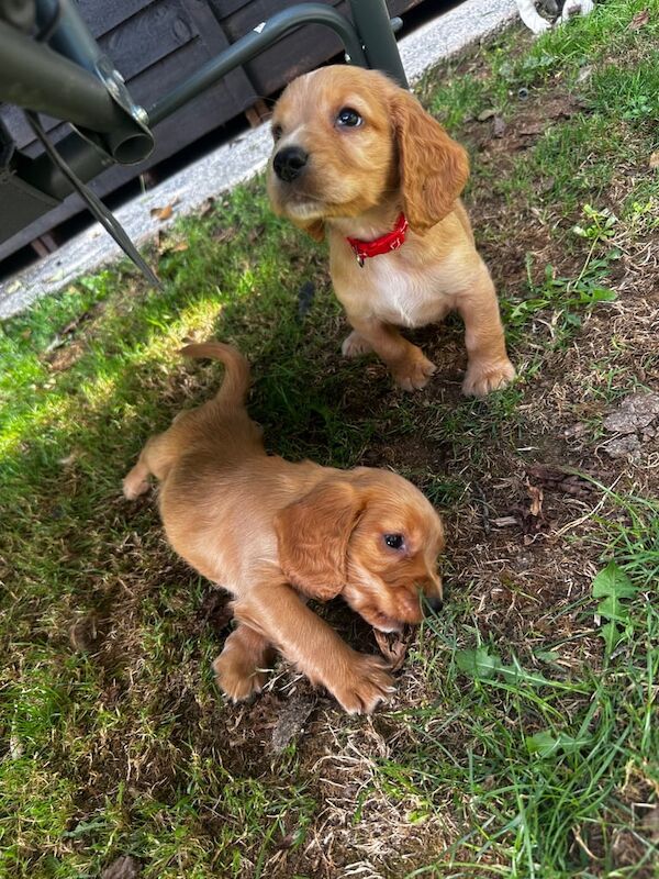 Cocker Spaniel puppies for sale in Yealmpton, Devon – 6 weeks old - Image 3 of 3