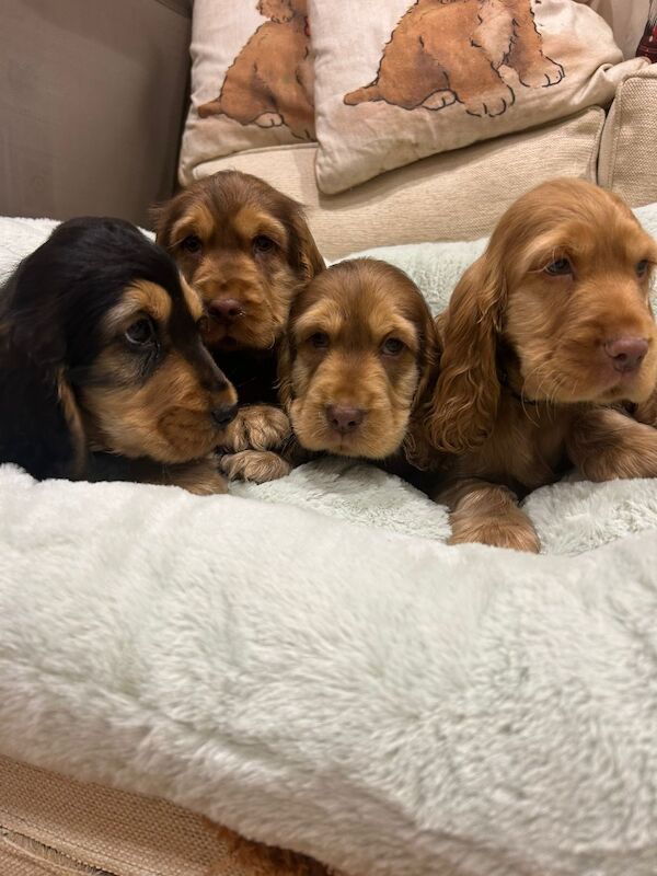 A stunning litter of kennel club registered show cockers - Image 2 of 5