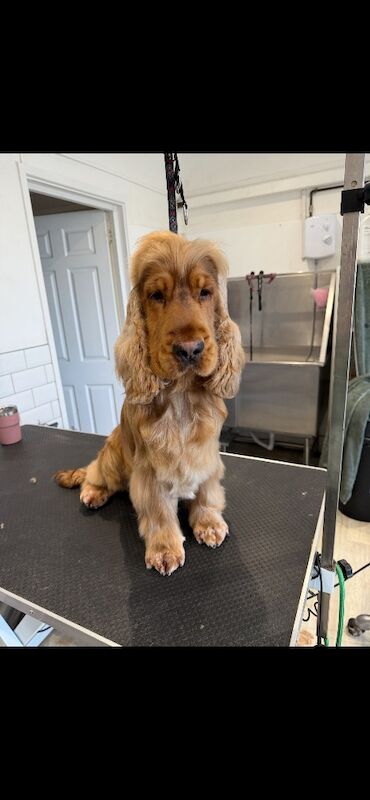 A stunning litter of kennel club registered show cockers - Image 3 of 5
