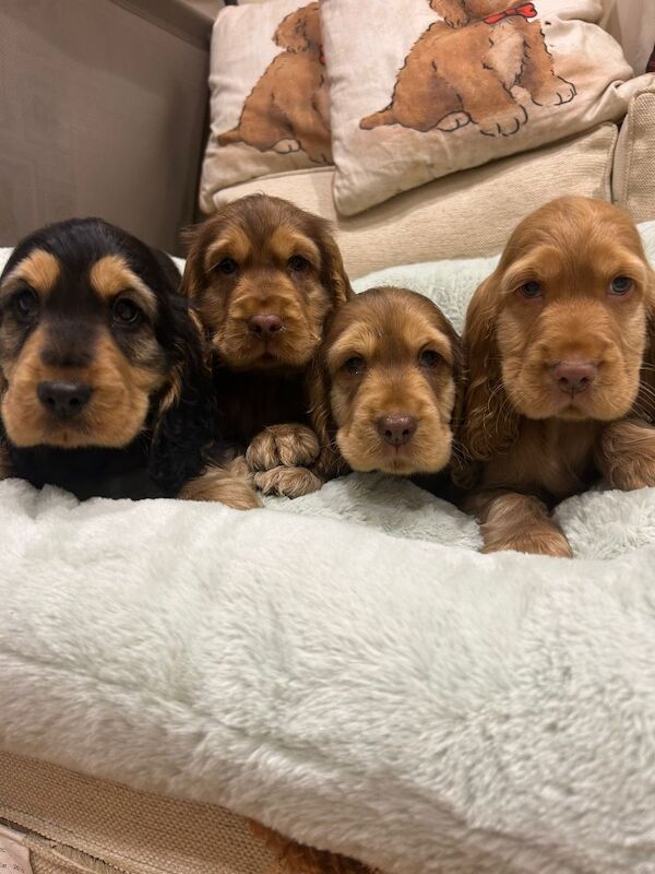 A stunning litter of kennel club registered show cockers - Image 4 of 5