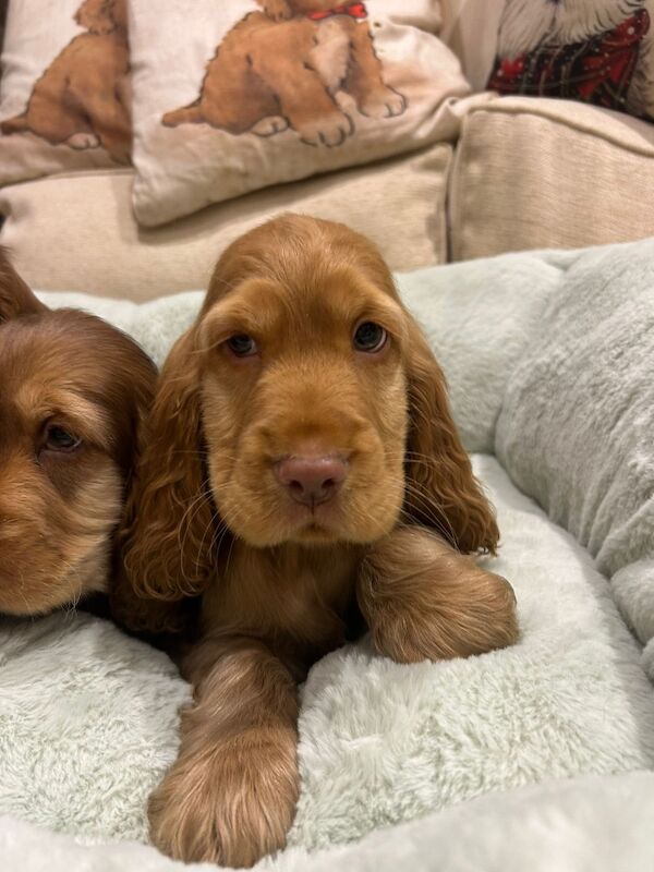 A stunning litter of kennel club registered show cockers - Image 5 of 5