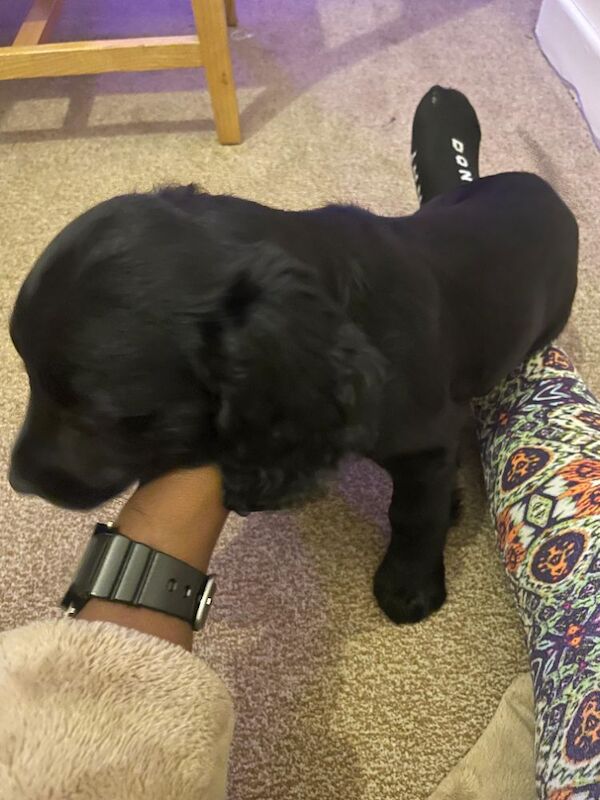 Cocker Spaniel Puppies For Sale