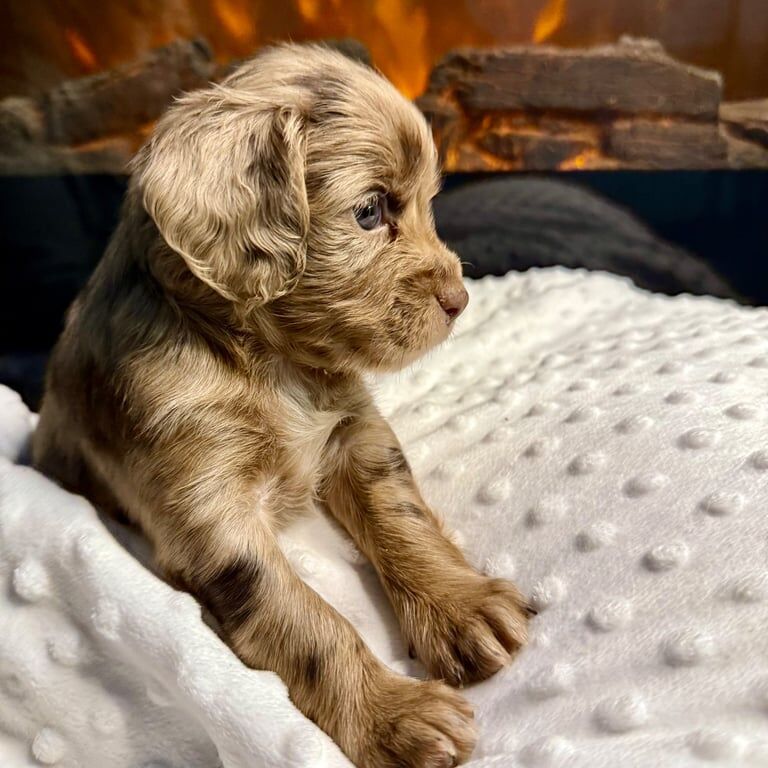 🐶 Absolutely Stunning 8 Pure Cocker Spaniel Puppies 🐶 for sale in Dundee, City of Dundee