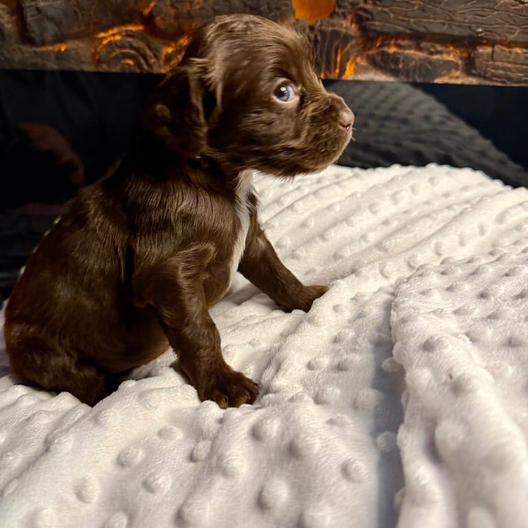 🐶 Absolutely Stunning 8 Pure Cocker Spaniel Puppies 🐶 for sale in Dundee, City of Dundee | Image 2