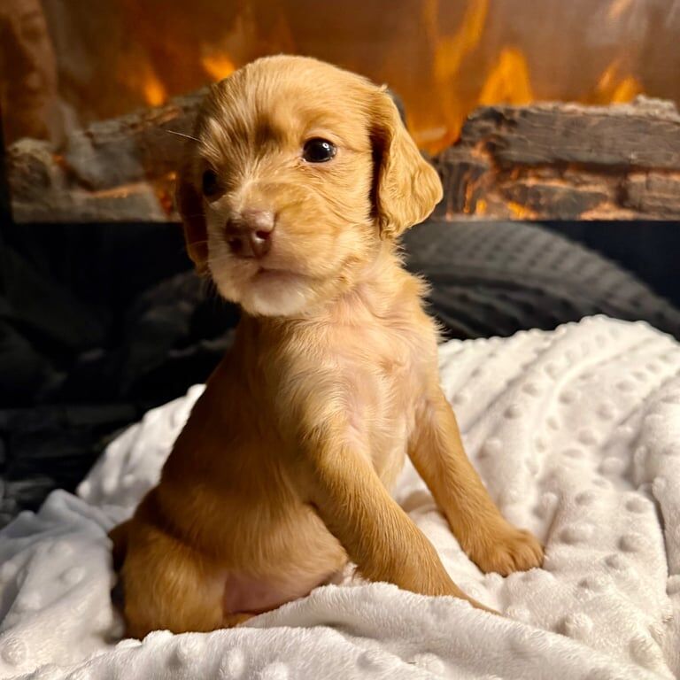 🐶 Absolutely Stunning 8 Pure Cocker Spaniel Puppies 🐶 for sale in Dundee, City of Dundee | Image 3
