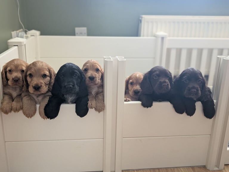 Cocker Spaniel puppies for sale in Ash, Kent – KC registered, 7 weeks old