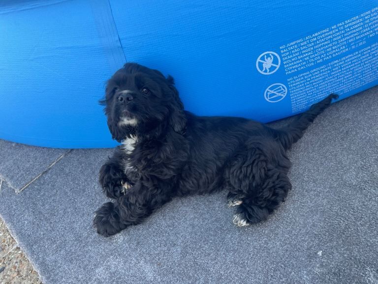 Adorable American Cocker Spainel Pup - Image 3 of 3