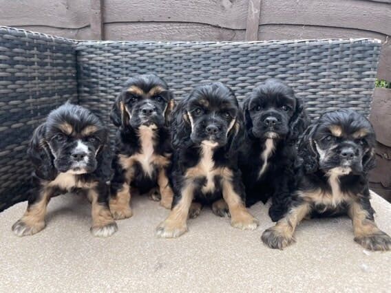 Cocker Spaniel puppies for sale in Tring, Hertfordshire – 10 weeks old