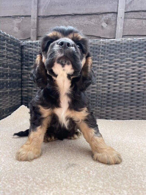 Cocker Spaniel puppies for sale in Tring, Hertfordshire – 7 weeks old - Image 2 of 3