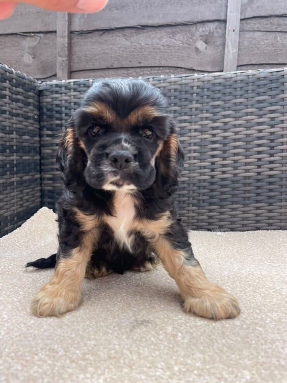 Cocker Spaniel puppies for sale in Tring, Hertfordshire – 7 weeks old - Image 3 of 3