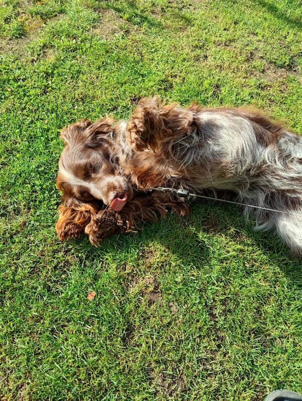 Adorable Cocker spaniel Girl