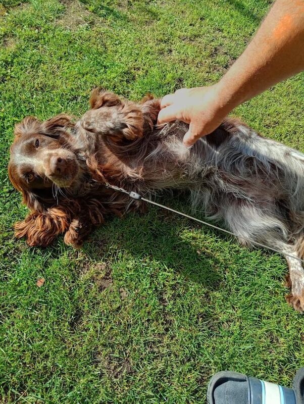 Adorable Cocker spaniel Girl - Image 2 of 3