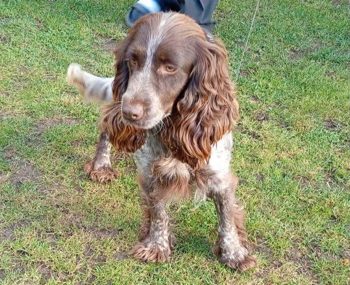 Adorable Cocker spaniel Girl - Image 3 of 3