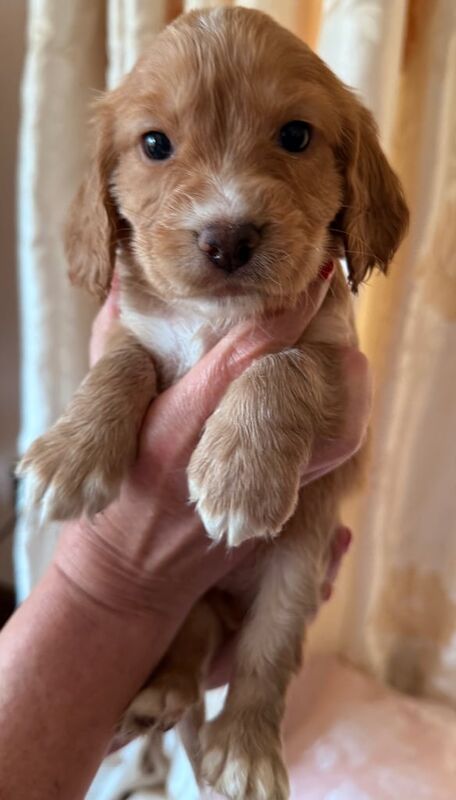 Cocker Spaniel puppies for sale in Keighley, West Yorkshire – KC registered, 10 months old - Image 1 of 3