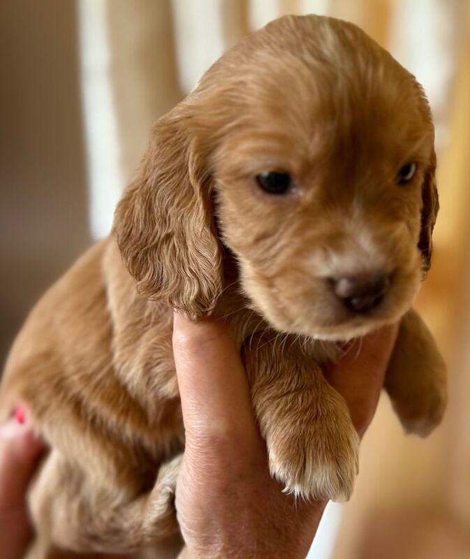 Cocker Spaniel puppies for sale in Keighley, West Yorkshire – KC registered, 10 months old - Image 2 of 3